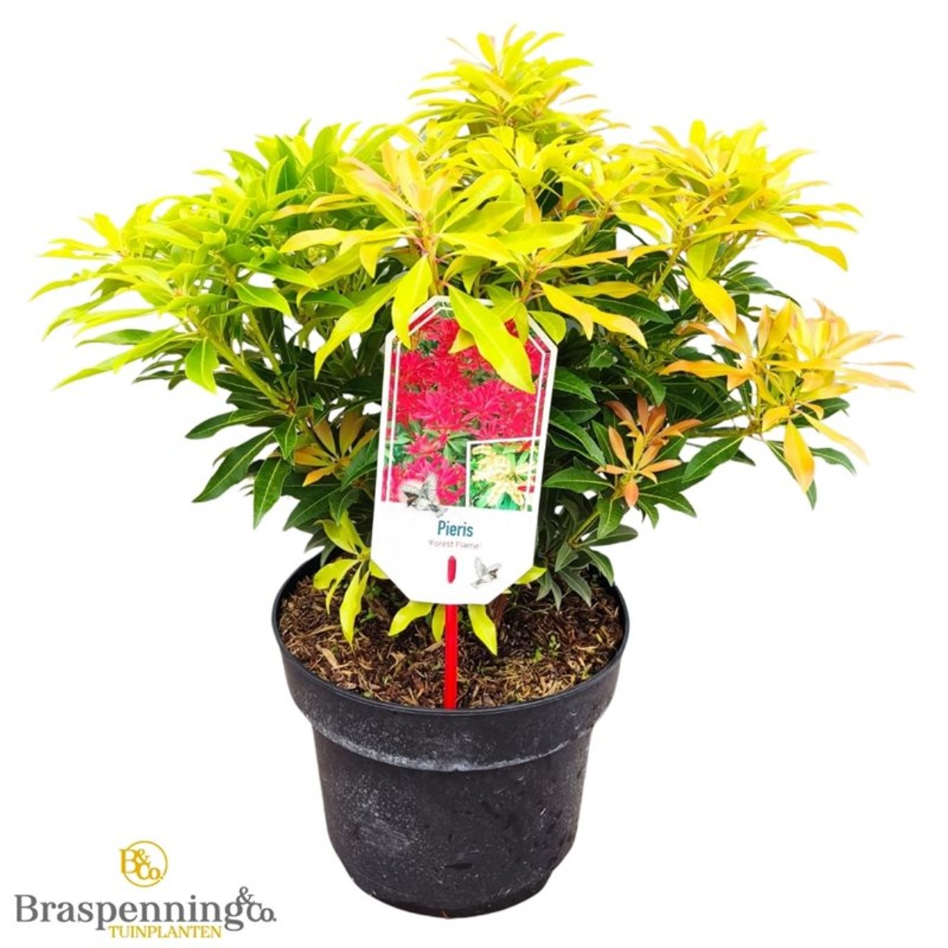 Pieris 'Forest Flame' - C5 30-40 CM